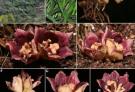 中国科研人员在缅甸发现5个植物新种